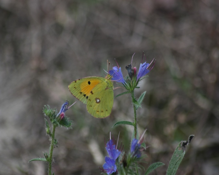 Colias crocea???